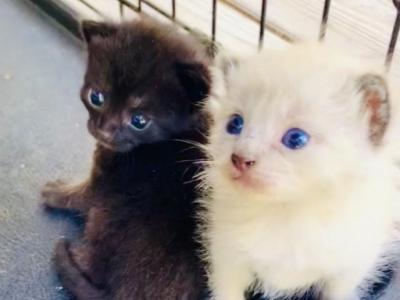 Burmese Kittens - Burmese - Gallery Photo #1