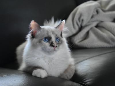 Smudge - Ragdoll - Gallery Photo #1