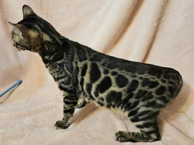 Midget Cool Brown Female White Collar - Bengal - Gallery Photo #1