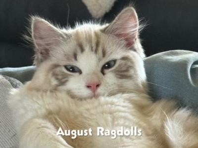 Romeo - Ragdoll - Gallery Photo #1