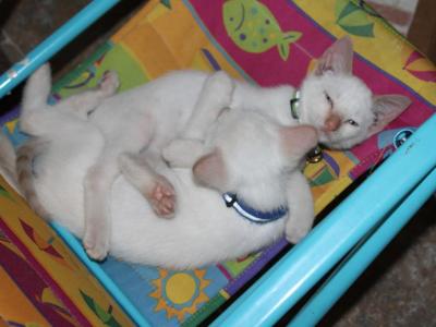 Siamese Mix Baby - Domestic - Gallery Photo #1