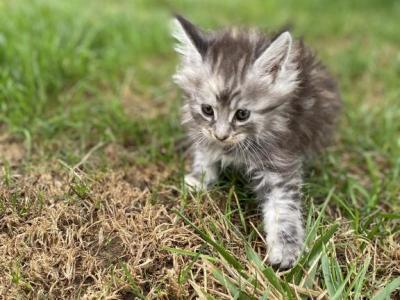 Marley - Maine Coon - Gallery Photo #1