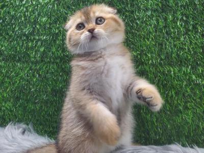 Cloudy - Scottish Fold - Gallery Photo #1