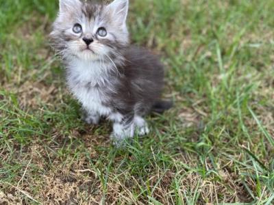 Pearl - Maine Coon - Gallery Photo #1