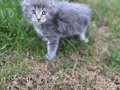 Mabel - Maine Coon - Gallery Photo #1