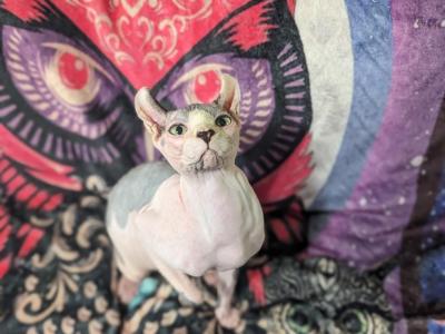 Cecil - Sphynx - Gallery Photo #1