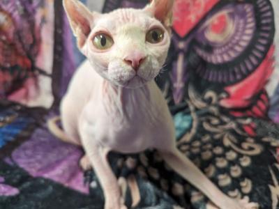 Azalea - Sphynx - Gallery Photo #1