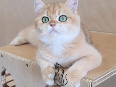 Alicia - British Shorthair - Gallery Photo #1