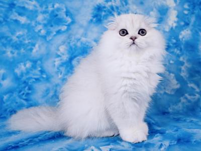 Lisa - Scottish Fold - Gallery Photo #1