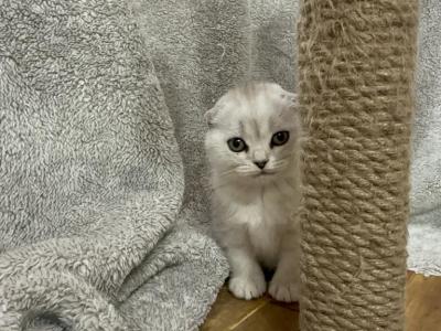 Coquette - Scottish Fold - Gallery Photo #1