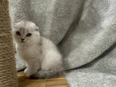 King Julian - Scottish Fold - Gallery Photo #1