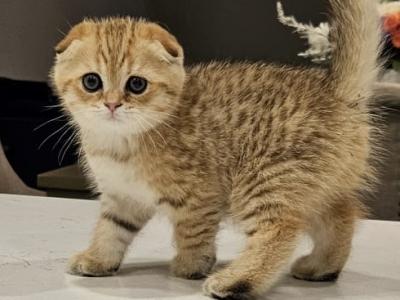 Male Scottish Kitten - Scottish Fold - Gallery Photo #1