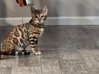 Whatever You Like - Bengal - Gallery Photo #1