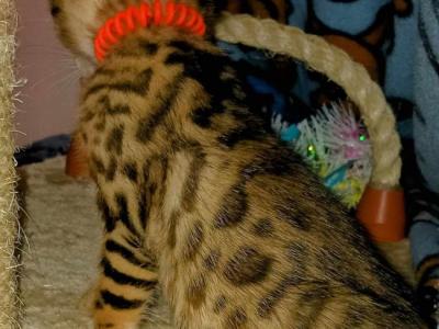 Big Spots - Bengal - Gallery Photo #1