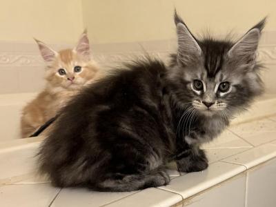 Maine Coon Kittens European - Maine Coon - Gallery Photo #1