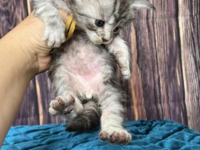 Silver Striped Male - Maine Coon - Gallery Photo #1