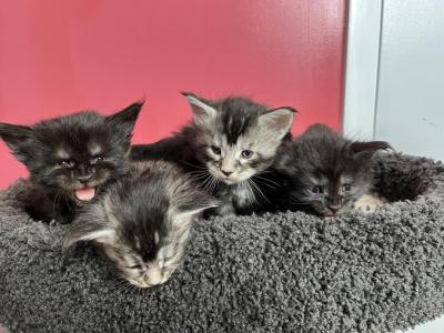 Mainecoon Litter - Maine Coon - Gallery Photo #1