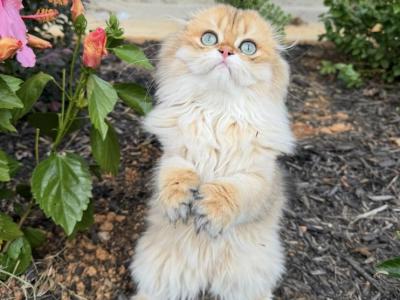 Chanel - Scottish Fold - Gallery Photo #1