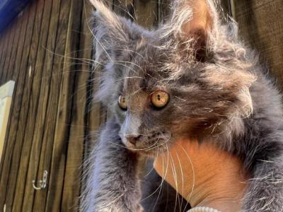 Seattle - Maine Coon - Gallery Photo #1