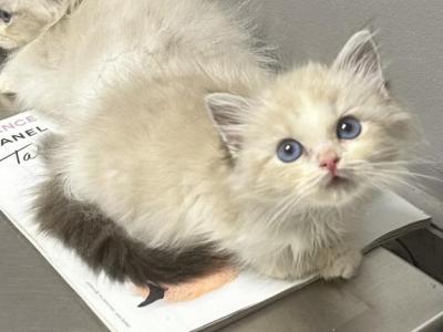 Seal Bicolor Ragdoll - Ragdoll - Gallery Photo #1