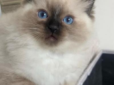 Sugar - Ragdoll - Gallery Photo #1