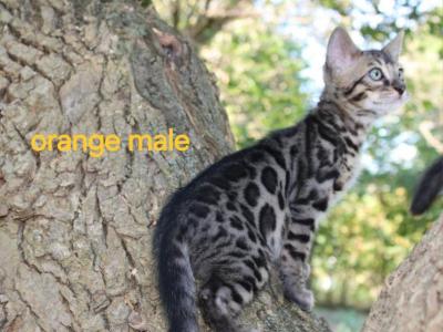 TICA Registered Charcoal And Melanistic Bengals - Bengal - Gallery Photo #1