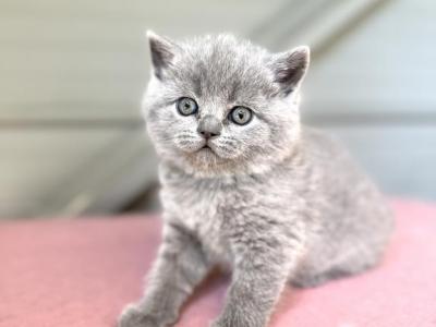 Maxi - British Shorthair - Gallery Photo #1