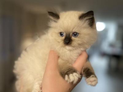 Ragdoll Kittens - Ragdoll - Gallery Photo #1