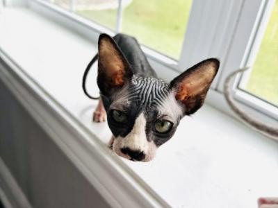 2 Sphynx Kittens - Sphynx - Gallery Photo #1