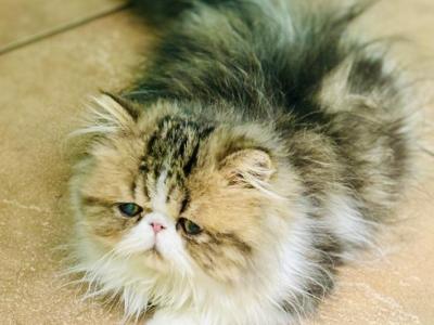 Tinkerbell Of Towercastle - Persian - Gallery Photo #1