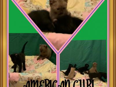 American Crurl Kittens - American Curl - Gallery Photo #1