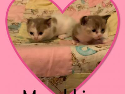 Munchkin Kittens Females - Munchkin - Gallery Photo #1