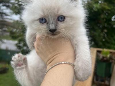 Marshmallow - Ragdoll - Gallery Photo #1