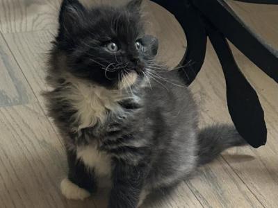 Smoke Ragdoll Persian Himalayan Cross - Ragamuffin - Gallery Photo #1