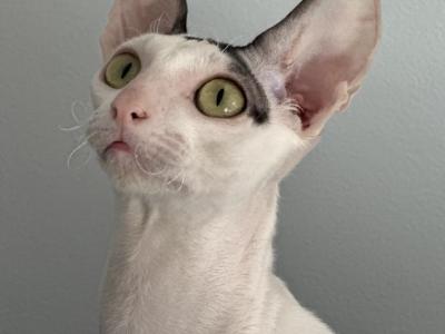 Arnis - Cornish Rex - Gallery Photo #1