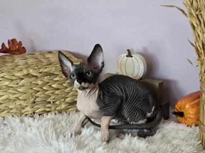 Figaro - Sphynx - Gallery Photo #1