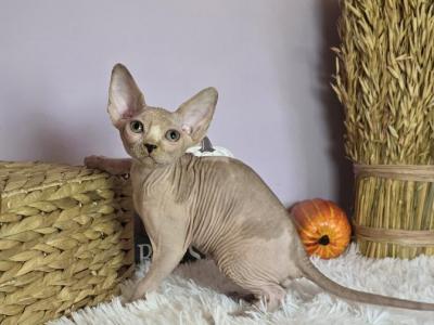 Pixel - Sphynx - Gallery Photo #1