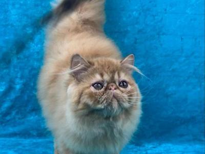 CFA REG Red Tabby Boy - Persian - Gallery Photo #1