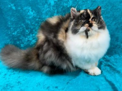 CFA REG CALICO SMOKE GIRL - Persian - Gallery Photo #1