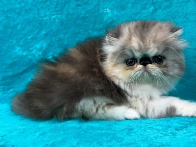 CFA REG SILVER PATCHED TABBY AND WHITE GIRL - Persian - Gallery Photo #1