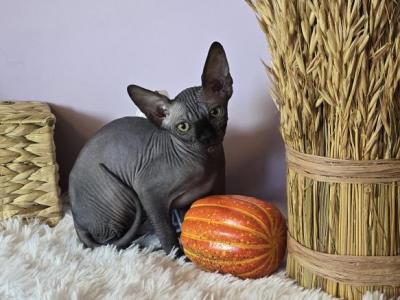 Loki - Sphynx - Gallery Photo #1