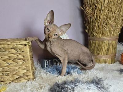 Flame - Sphynx - Gallery Photo #1