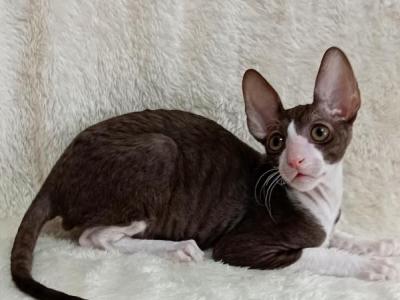 Cosmos - Cornish Rex - Gallery Photo #1