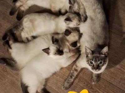 Ragdoll X Siamese Litter - Ragdoll - Gallery Photo #1