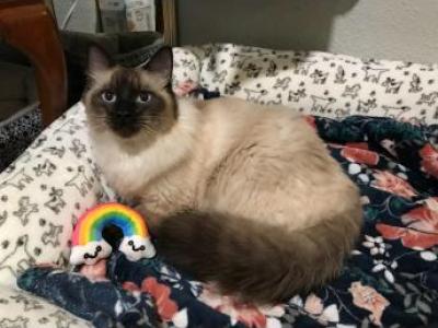 Male Ragdoll - Ragdoll - Gallery Photo #1