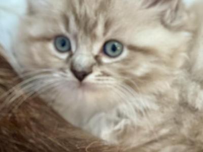 Sadie - Ragdoll - Gallery Photo #1