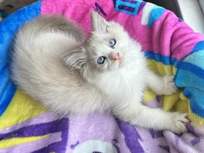 Blue Bicolor Kitten - Ragdoll - Gallery Photo #1