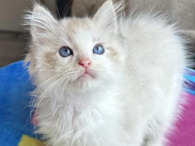 Blue Bicolor Ragdoll Kitten - Ragdoll - Gallery Photo #1