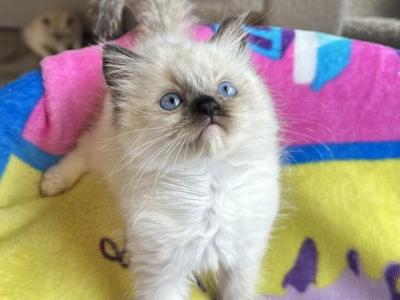 Seal Mitted - Ragdoll - Gallery Photo #1