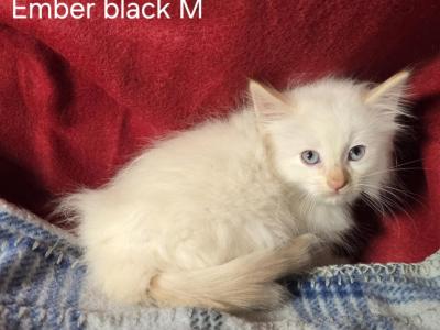 Balinese Flame Point Litter - Balinese - Gallery Photo #1